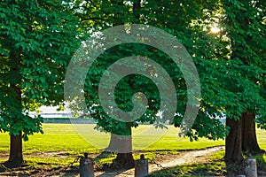 Old trees in picturesque alley park