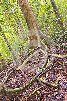 Old trees and Roots, Sinharaja National Park Rain Forest, Sri Lanka