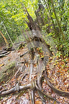 Old trees and Roots, Sinharaja National Park Rain Forest, Sri Lanka