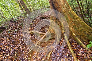 Old trees and Roots, Sinharaja National Park Rain Forest, Sri Lanka