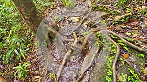 Old trees and Roots, Sinharaja National Park Rain Forest, Sri Lanka