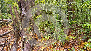 Old trees and Roots, Sinharaja National Park Rain Forest, Sri Lanka