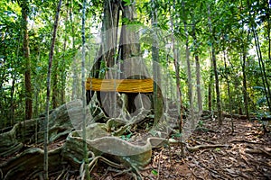 Old trees Sayai Koh Kood