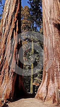 Old trees in Sequoia National Park