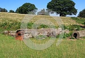 Old trees in the Sevenoaks countryside