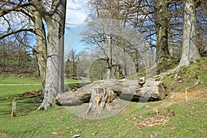 Old trees in the Sevenoaks countryside