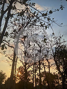 Old trees are silent witnesses to the passage of time