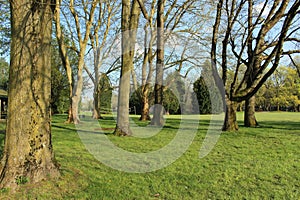 Old trees spread in the field