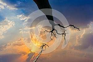 old trees under spectacular sunset