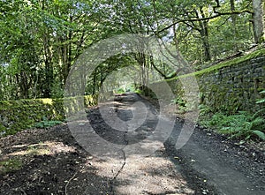 Old trees, and wild plants on, Alter Lane, Bingley, UK