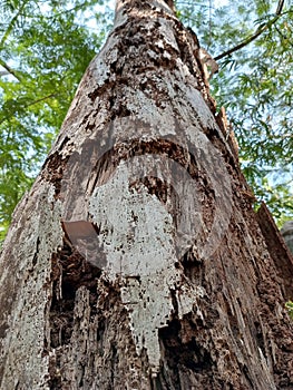 Old trees are worn by age but still provide coolness with their green leaves