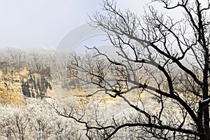 old treewith black branches against a rock framed by trees covered with frost