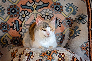 Old tricolor cat with red spot on nose resting on carpet