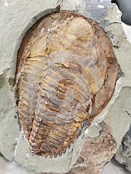 old trilobite fossil