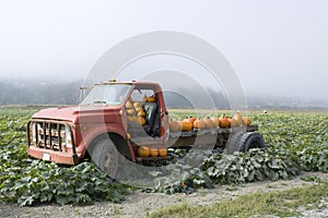 Old truck in pumpkin farm