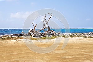 Old trunk on beach of Bonaire