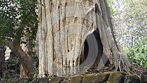 Old Trunk at Kor Ker Area 1