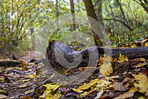 Old trunk in the middle of a path