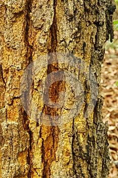Old trunk texture, bark pattern
