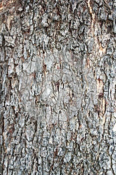 Old trunk texture
