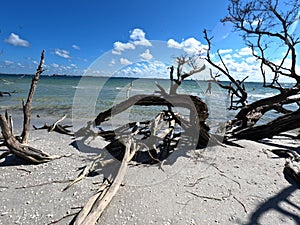 Old trunks of fallen dead tree on the beach under cloudy blue sky