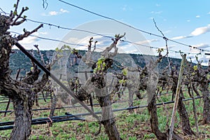 Old trunks of wine grape plants in rows in vineyard in spring