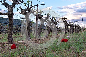 Old trunks of wine grape plants in rows in vineyard in spring