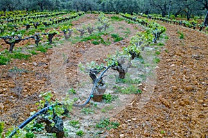 Old trunks and young green shoots of wine grape plants in rows in vineyard in spring