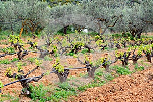 Old trunks and young green shoots of wine grape plants in rows in vineyard in spring