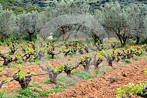 Old trunks and young green shoots of wine grape plants in rows in vineyard in spring