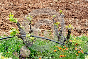 Old trunks and young green shoots of wine grape plants in rows in vineyard in spring