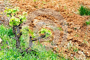 Old trunks and young green shoots of wine grape plants in rows in vineyard in spring