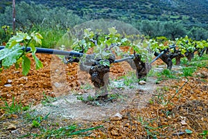 Old trunks and young green shoots of wine grape plants in rows in vineyard in spring