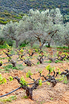 Old trunks and young green shoots of wine grape plants in rows in vineyard in spring