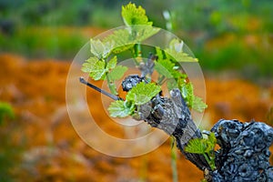 Old trunks and young green shoots of wine grape plants in rows in vineyard in spring