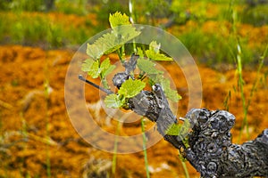 Old trunks and young green shoots of wine grape plants in rows in vineyard in spring