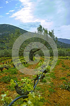 Old trunks and young green shoots of wine grape plants in rows in vineyard in spring