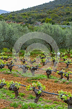 Old trunks and young green shoots of wine grape plants in rows in vineyard in spring