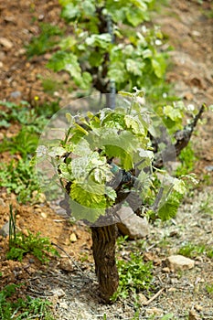 Old trunks and young green shoots of wine grape plants in rows in vineyard in spring