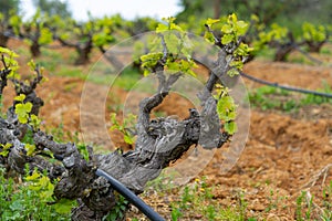 Old trunks and young green shoots of wine grape plants in rows in vineyard in spring