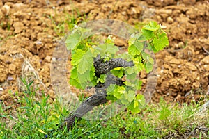 Old trunks and young green shoots of wine grape plants in rows in vineyard in spring