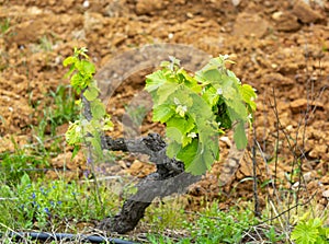 Old trunks and young green shoots of wine grape plants in rows in vineyard in spring