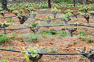 Old trunks and young green shoots of wine grape plants in rows in vineyard in spring