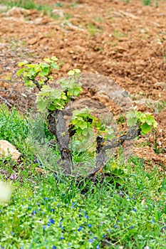 Old trunks and young green shoots of wine grape plants in rows in vineyard in spring