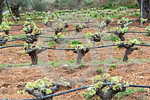 Old trunks and young green shoots of wine grape plants in rows in vineyard in spring