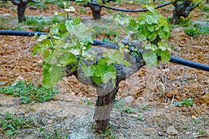 Old trunks and young green shoots of wine grape plants in rows in vineyard in spring