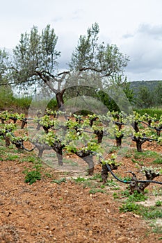 Old trunks and young green shoots of wine grape plants in rows in vineyard in spring