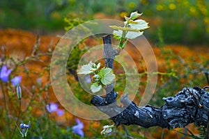 Old trunks and young green shoots of wine grape plants in rows in vineyard in spring