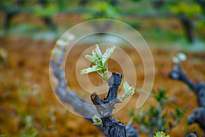 Old trunks and young green shoots of wine grape plants in rows in vineyard in spring