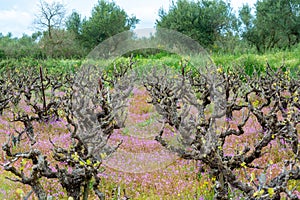 Old trunks and young green shoots of wine grape plants in rows in vineyard and spring wild flowers